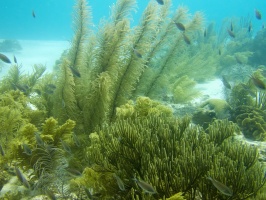 Soft Corals IMG 5626